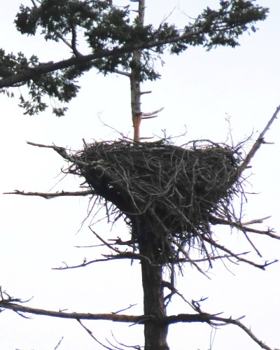 Pat Bay (Epicure) Eagle Nest 26 Jan. 2022.JPG