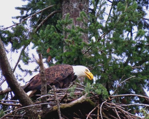 Roberts Bay Eagle(1) 26 Jan. 2022.JPG