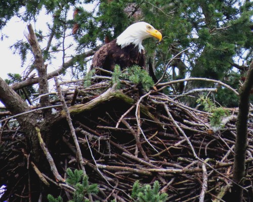 Roberts Bay Eagle(2) 26 Jan. 2022.JPG