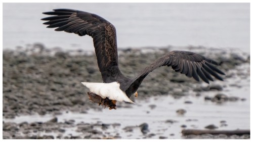 Eagle catches fish.jpg