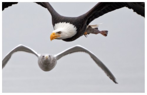 Eagle gull 2nd.jpg