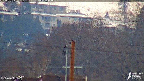 hellgate bird on power pole  12 09 feb 4.jpg