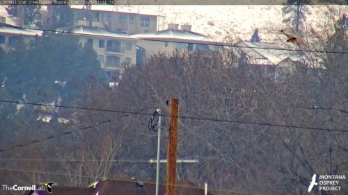 hellgate in from right red tailed hawk 12 10 feb 4 .jpg