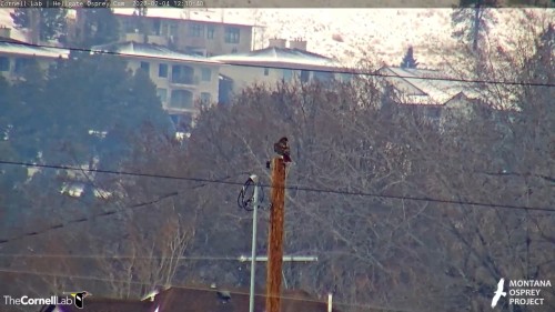 hellgate red tailed hawk on pole 12 10 feb 4 .jpg