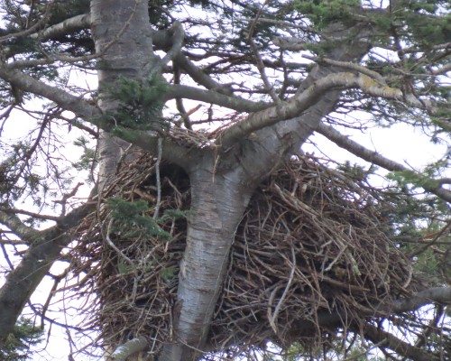 Golf Course Eagle Nest(1) 15 Feb. 2022.JPG