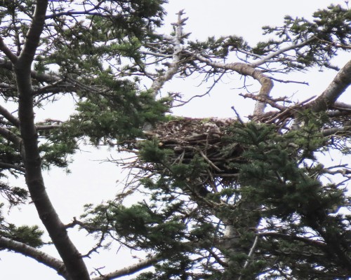 Golf Course Eagle Nest(2) 15 Feb. 2022.JPG