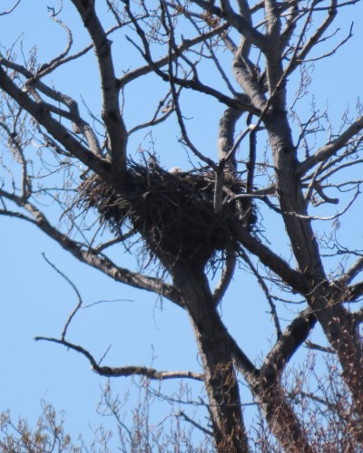 Lansdowne Beach Dr. Eagle in Nest from Humber Rd. 30 Mar. 2022.JPG