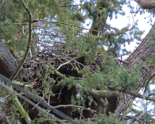 Sylvan Lane Eagle Nest(3) 30 Mar. 2022.JPG