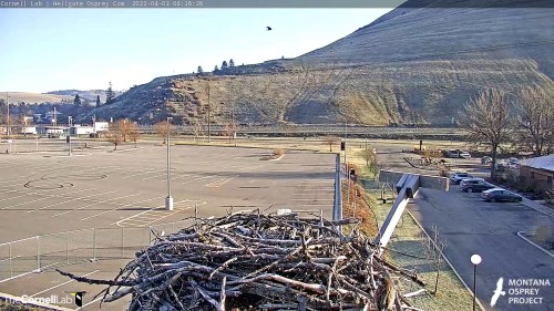 hellgate crows flew over parking lot left to right one above other below hard to see 8 36 apr 3 .jpg