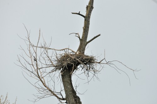 Apr 15, 2022  Eagle in nest Mcguire-Banford (1).jpg