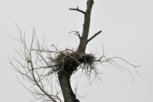 Apr 15, 2022  Eagle in nest Mcguire-Banford (2).jpg