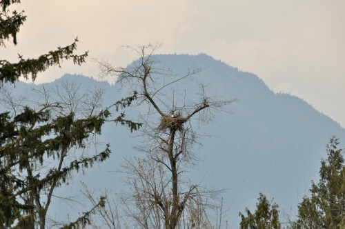 Apr 15, 2022  Eagle in nest Gibson Rd. north.jpg