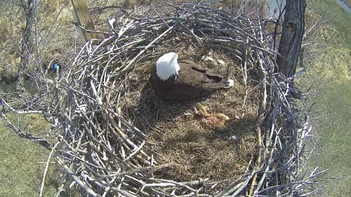 FT VRAIN EAGLES 4 15 22 4 14 PM INCUBATING OR KEEPING WARM.jpg