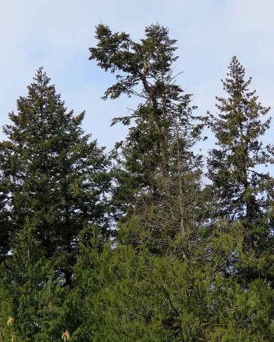 Luxton Rd. Eagle Nest Tree 14 Apr. 2022.JPG