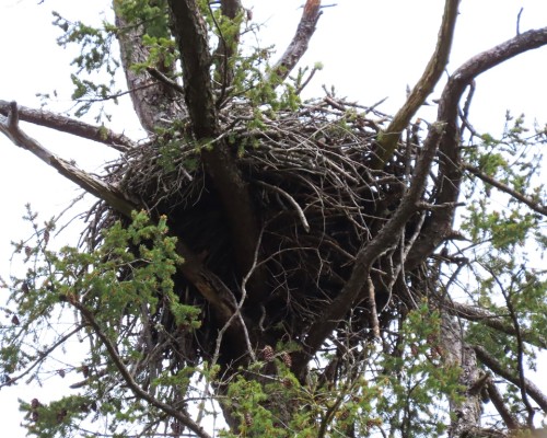Ardmore Dr. Eagle Nest(1) 13 Apr. 2022.JPG