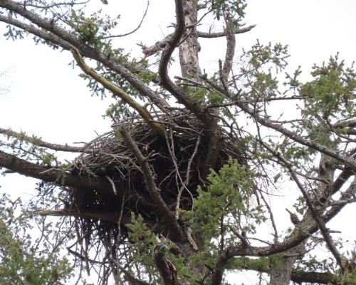 Ardmore Dr. Eagle Nest(2) 13 Apr. 2022.JPG