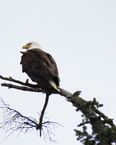 Pat Bay (Epicure) Eagle(1) 13 Apr. 2022.JPG