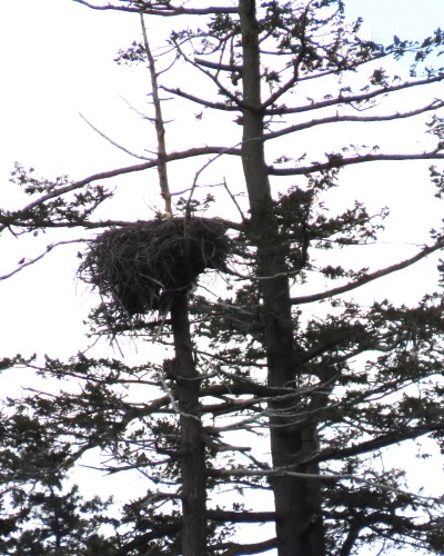 Pat Bay (Epicure) Eagle Nest(1) 13 Apr. 2022.JPG
