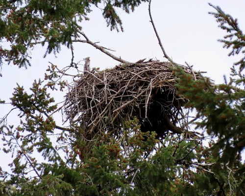 Tod Flats Eagle Nest(2) 13 Apr. 2022.JPG