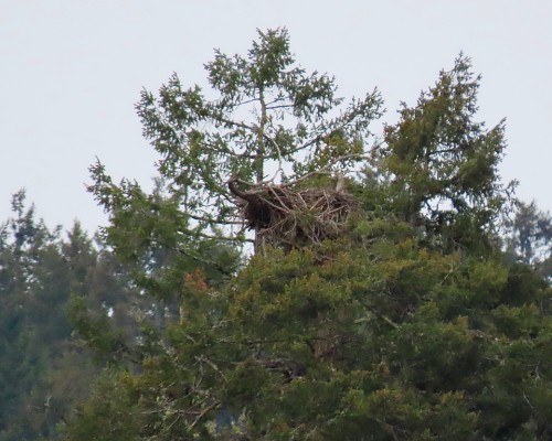 Tod Flats Eagle Nest from Wallace Dr. 13 Apr. 2022.JPG