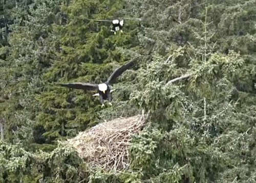 Apr. 22nd Mama & Papa visit the nest @ approx. 11am_2022-04-22 16-51-00.jpg