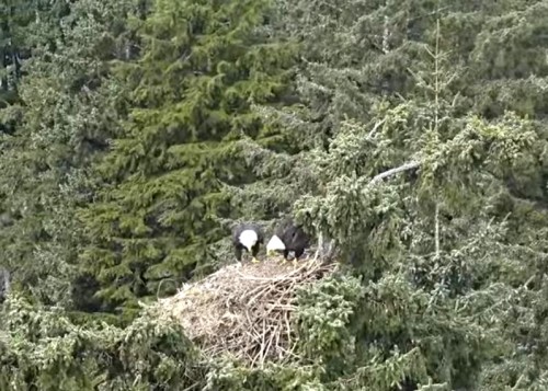 Apr. 22nd Mama & Papa visit the nest @ approx. 11am_2022-04-22 16-53-22.jpg