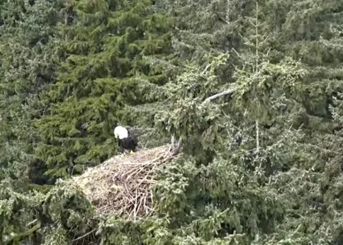 Apr. 22nd Mama & Papa visit the nest @ approx. 11am_2022-04-22 16-56-54.jpg