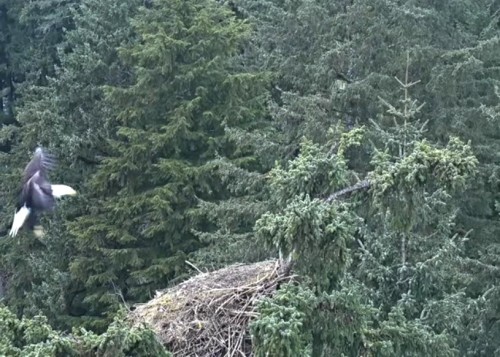 Apr. 23rd Eagle landed on nest @ approx. 4pm; called a few times then flew off.jpg