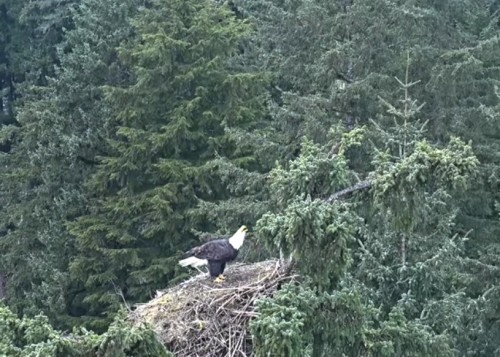 Apr. 23rd Eagle landed on nest @ approx. 4pm; called a few times then flew off_2022-04-23 23-37-02.jpg