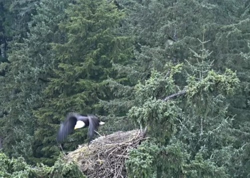 Apr. 23rd Eagle landed on nest @ approx. 4pm; called a few times then flew off_2022-04-23 23-40-07.jpg