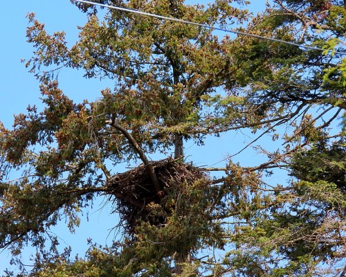 Lochside Dr. Eagle Nest(1) 28 Apr. 2022.JPG