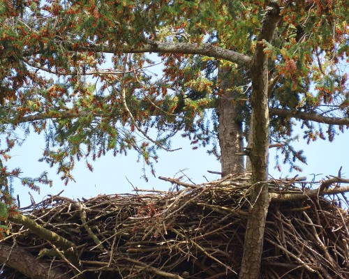 Lochside Dr. Eagle Nest(3) 28 Apr. 2022.JPG