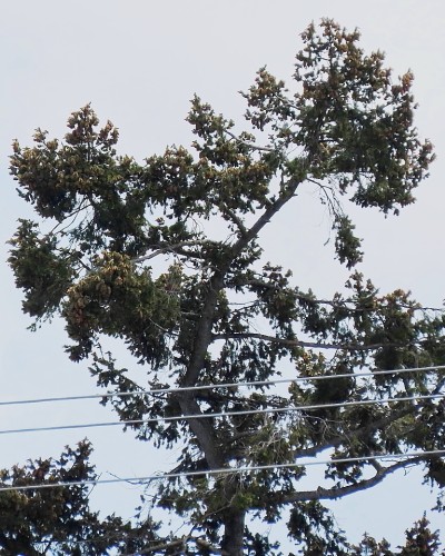 Reay Creek Old Eagle Nest Tree(1) 28 Apr. 2022.JPG