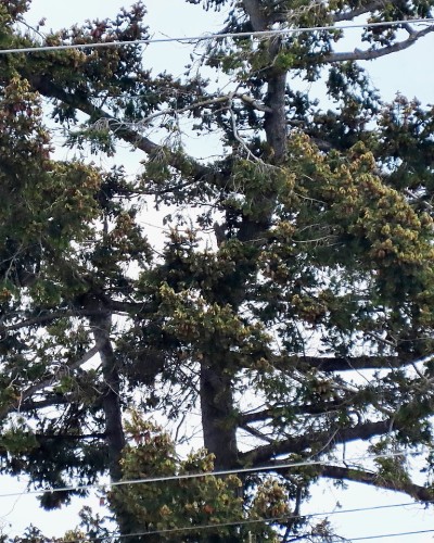 Reay Creek Old Eagle Nest Tree(2) 28 Apr. 2022.JPG