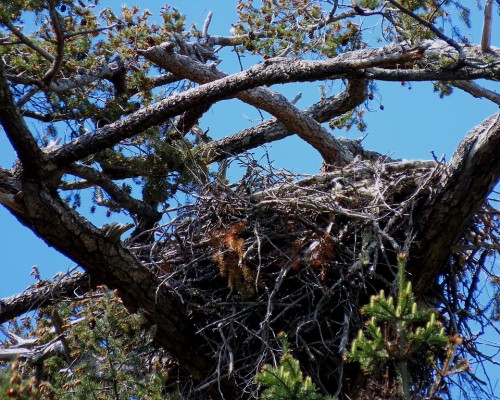 Cottonwood Lane Eagle Nest(2) 10 May 2022.JPG