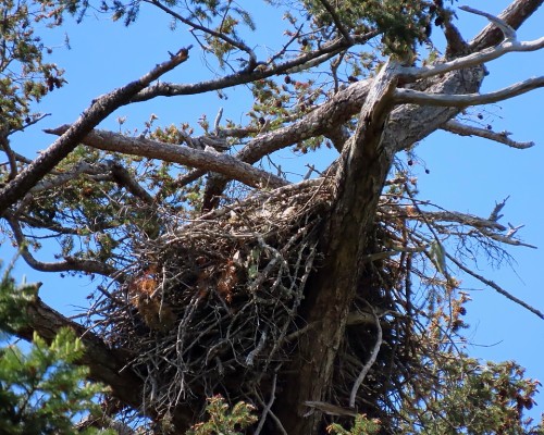 Cottonwood Lane Eagle Nest(3) 10 May 2022.JPG