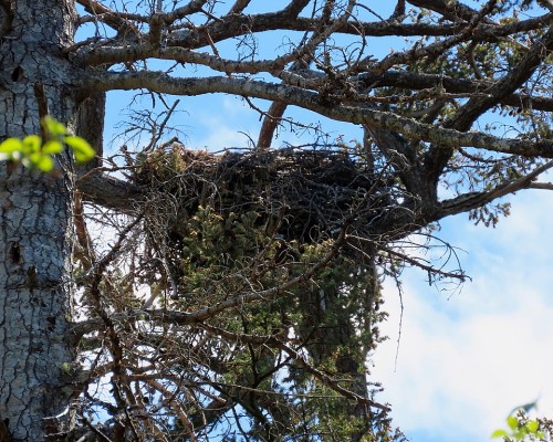 Cottonwood Lane Eagle Nest(4) 10 May 2022.JPG