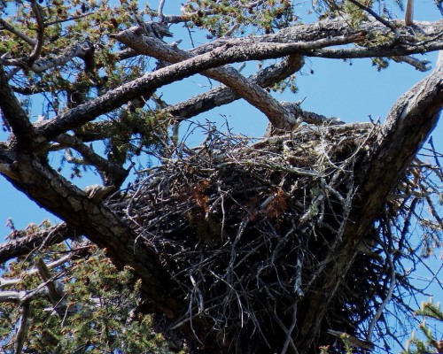 Cottonwood Eagle Nest(5) 10 May 2022.JPG