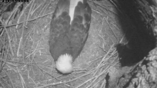 hm lady dimple was up 12 15 tended to eggs  incubating 12 31 may 14 .jpg