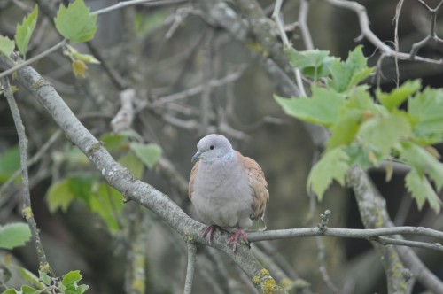 Euriasian Collared Dove Juvenile in yard May, 2022 (1).JPG