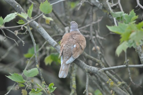 Euriasian Collared Dove Juvenile in yard May, 2022 (2).JPG