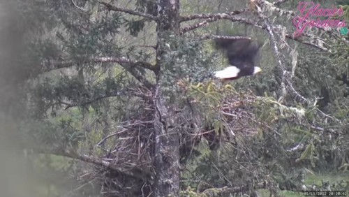 May 15th Eagle out at right side of nest at 20.20.43pm (3).jpg