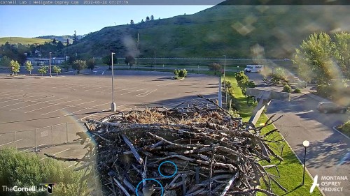 hellgate chick below mom was feeding and it moved down out of sight 7 27 june 24 .jpg
