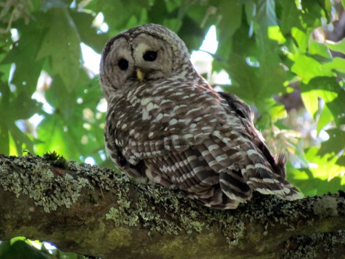 Female Barred Owl Beacon Hill Park June 16-2018.jpg