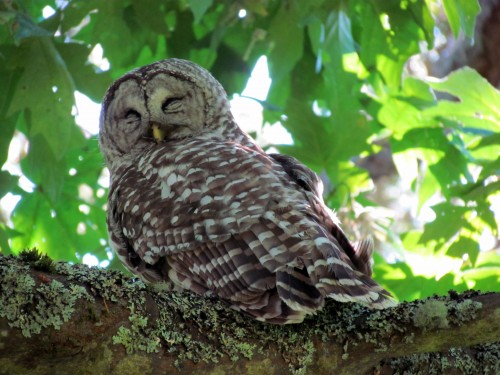 Sleepy Female Barred Owl Beacon Hill June 16-2018.jpg