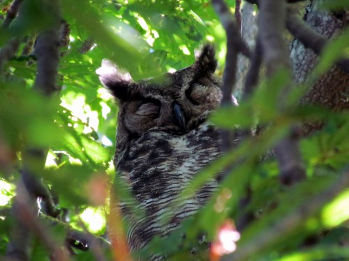 Great Horned Owl sleeping Beacon Hlll June 16-18.jpg