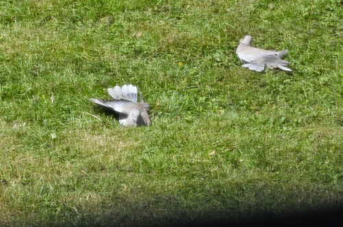 Eurasian collared-doves sunning after a bath (1).jpg