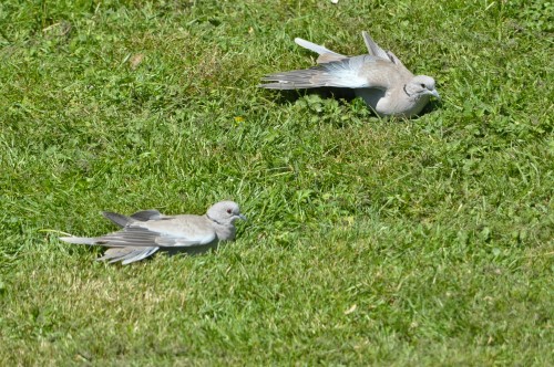 Eurasian collared-doves sunning after a bath (2).jpg