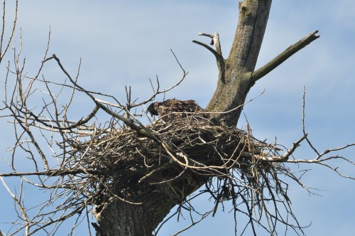 Eagle and branching young  McGuire-Banford nest July 21, 2022 (3).jpg