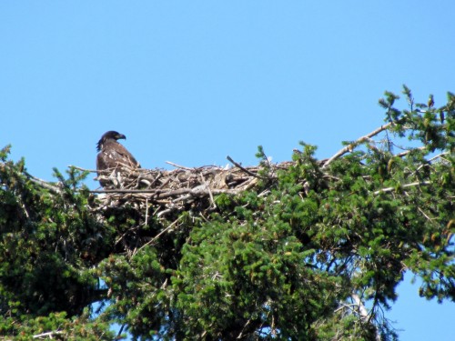 Oak Bay York Place eaglet in the nest June 18-2018.jpg